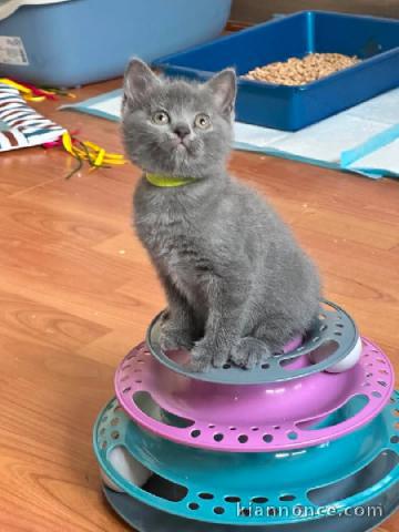 Chatons chartreux disponible pour adoption 