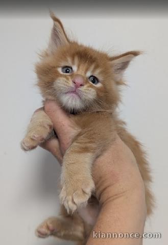 Chatons Maine coon disponible 