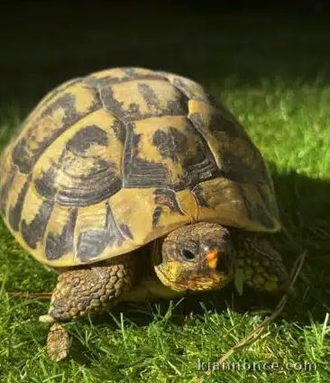 Jolie tortues terrestres avendre