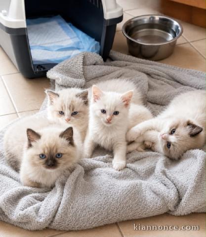 Magnifique chaton sacré de Birmanie 