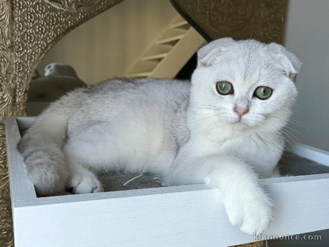 Adorable chaton Scottish Fold pour adoption 