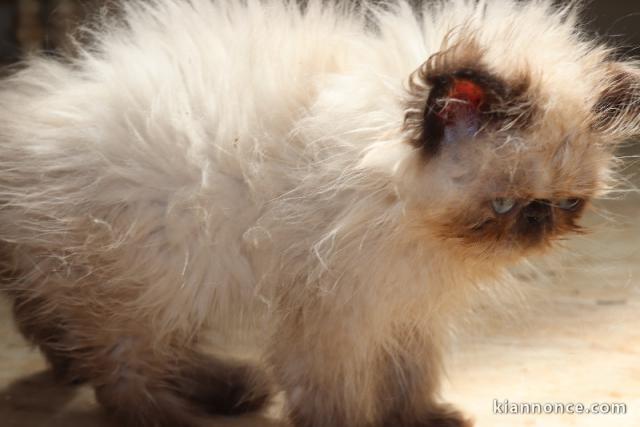 Je donne chaton sacré brimanie à donner 