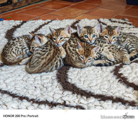 Dons chaton Bengal disponible 