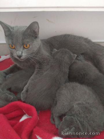 Je donne chaton chartreux disponible 