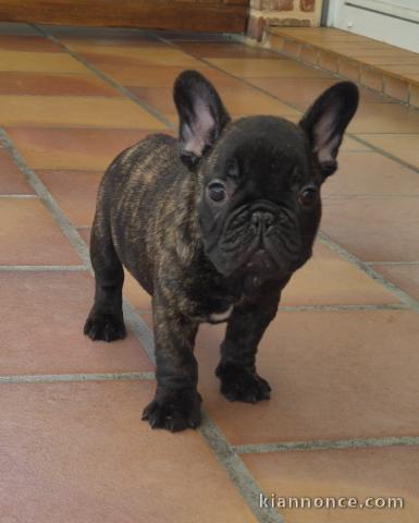 Chiots bouledogue français pour adoption 