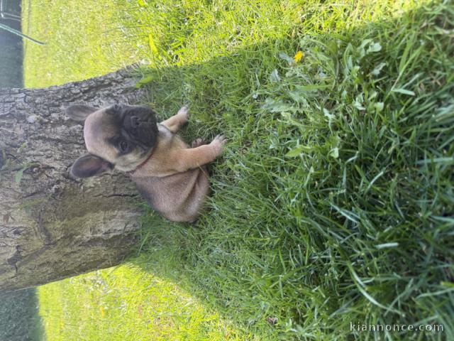 Chiots bouledogue français pour adoption 