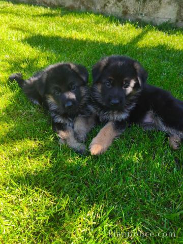 Je donne chiot berger allemand 