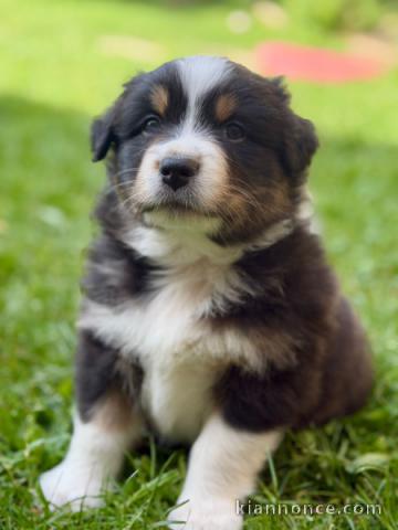 Chiots berger australien pour adoption 