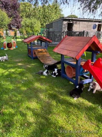 Annonces chiot berger australien 