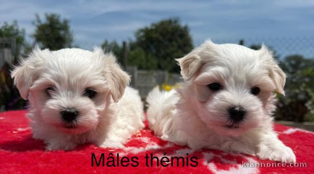 Chiots bichon maltais pour adoption 