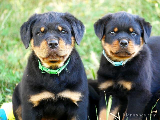 Chiots Rottweiler pour adoption 