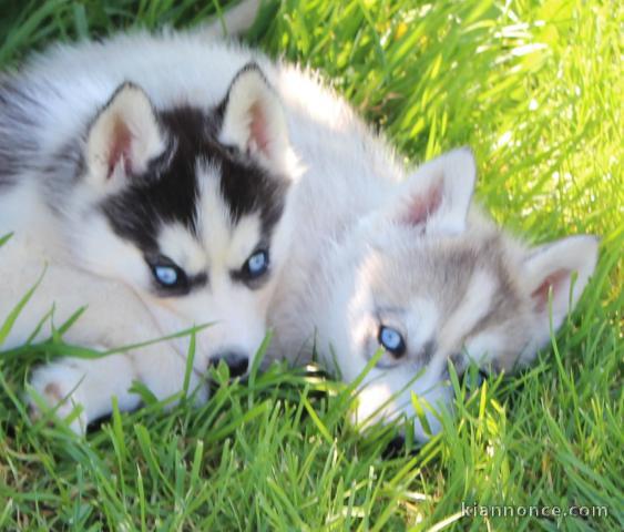 Chiots husky sibérien pour adoption 