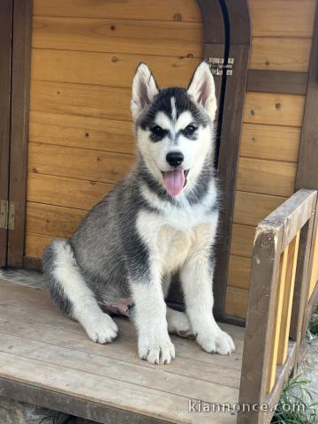 Chiots husky sibérien pour adoption 