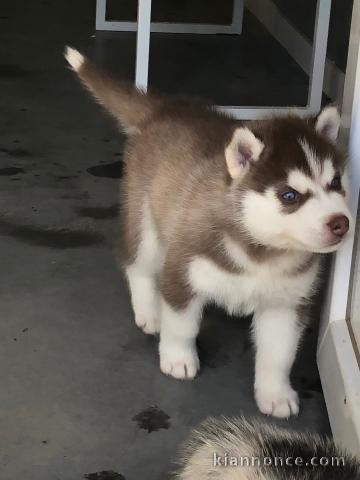 Je donne chiot husky sibérien 