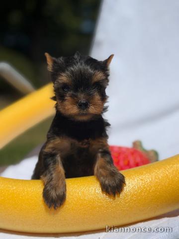 Chiots Yorkshire terrier femelle 