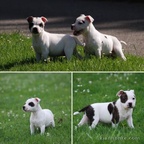 Chiot staff disponible pour adoption 