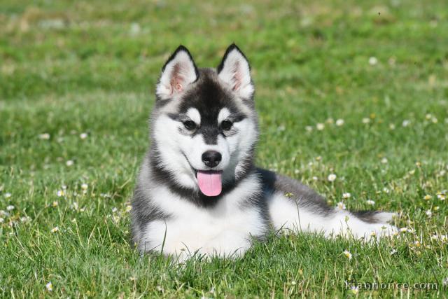 Adorable Chiot husky sibérien pour adoption 