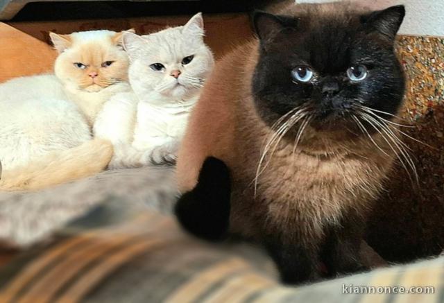 Chatons British Shorthair à vendre