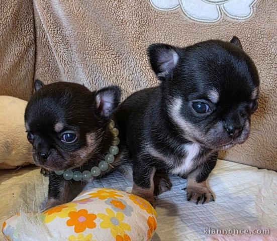 Chiots CHIHUAHUA pour adoption 