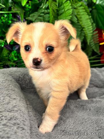 Chiots chihuahua mâle a donné 