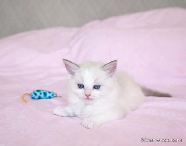 Magnifique chaton Ragdoll disponible 