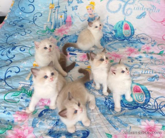 Magnifique chaton Ragdoll disponible 