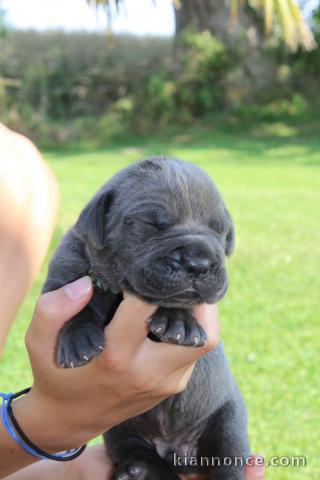 Chiots cane corso disponible 