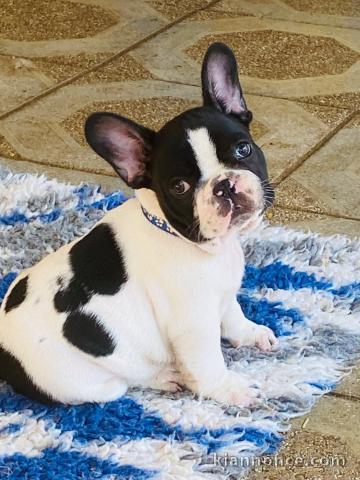 Je donne chiot bouledogue français 