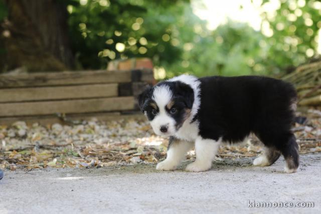 Chiots berger australien pour adoption 