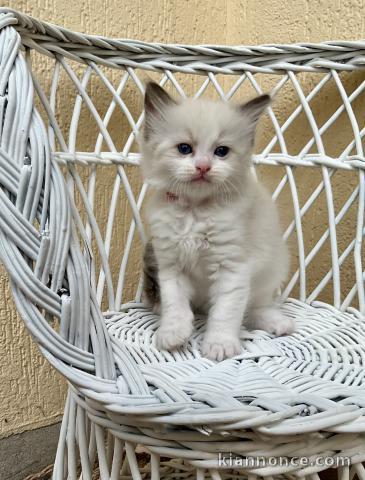 Je donne mon chatons Ragdoll 