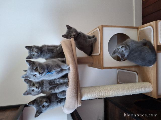 Annonces chaton chartreux disponible 