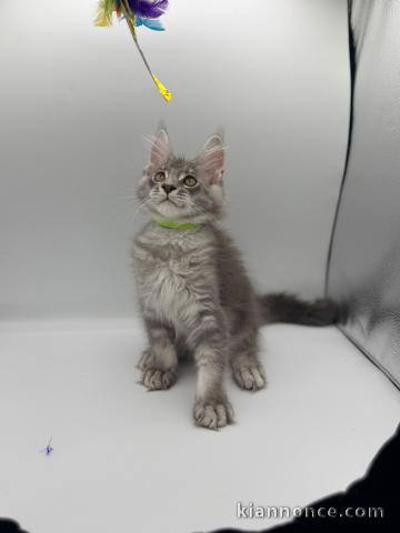 Je donne mon chaton Maine coon 