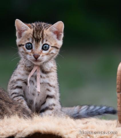 Je donne mon chaton Bengal 