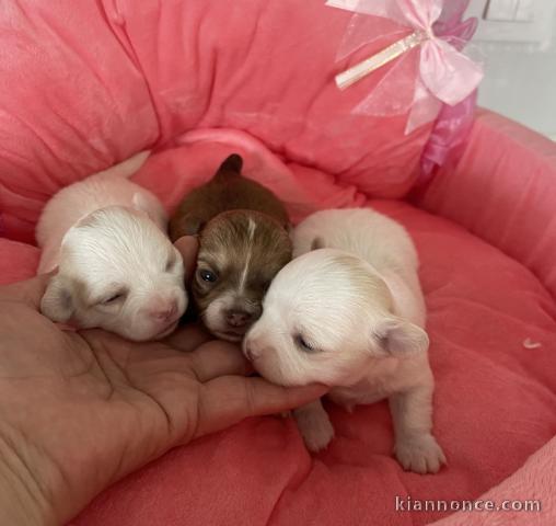 Chiots chihuahua pour adoption 