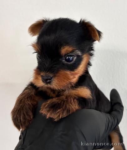 Magnifique chiots Yorkshire terrier 