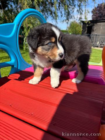 Je donne chiot berger australien 