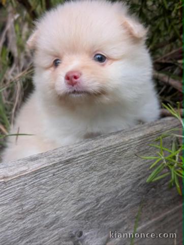 Chiots spitz allemand disponible 