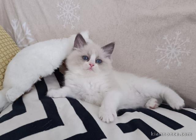 Chatons Ragdoll disponible 