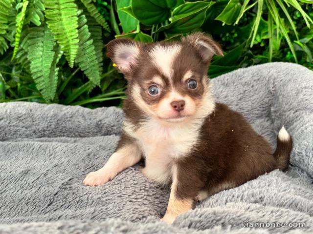 Adorable chiot chihuahua femelle 