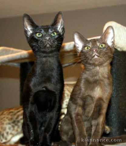 Magnifique chaton Savannah pour adoption 
