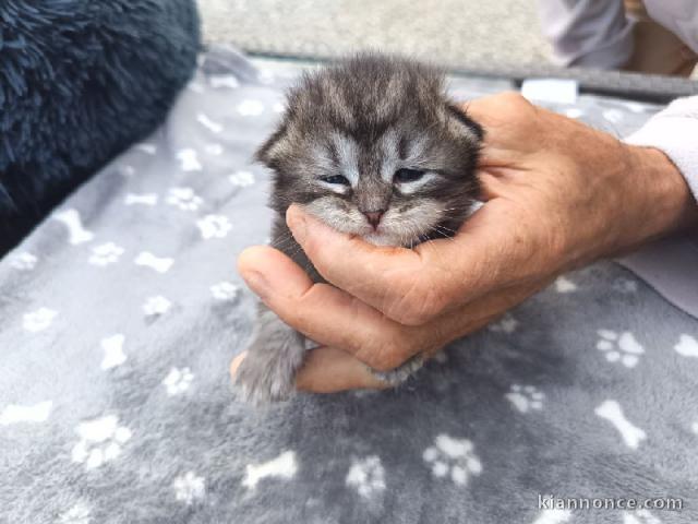 Dons chaton sibérien disponible 