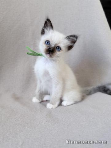 Adorable chaton sacré brimanie disponible 