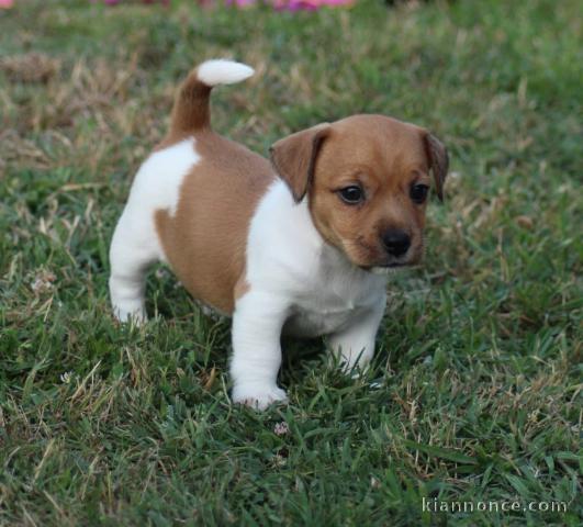 Dons chiots jack Russel 
