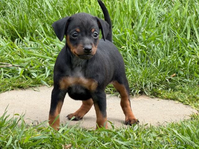 Magnifique chiots puncher nain disponible 