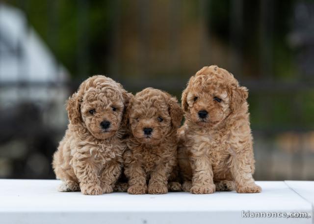 Caniche Toy – chiots à vendre