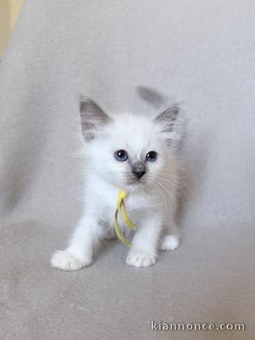 Adorable chaton sacré de Birmanie pour adoption 
