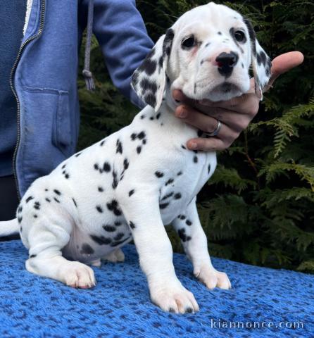 Adorable chiot dalmatien pour adoption 