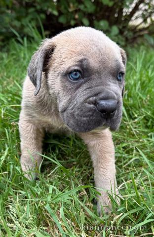 Magnifique chiots cane corso disponible 