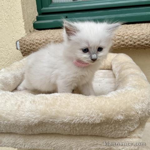 Chaton Ragdoll mâle et femelle 