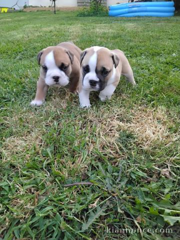 Chiot bouledogue anglais mâle et femelle 